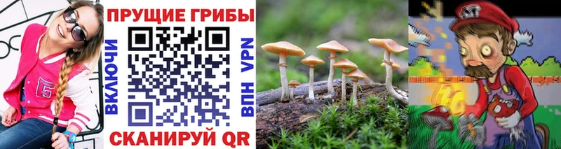 купить наркоту Петров Вал Псилоцибиновые грибы Psilocybine cubensis